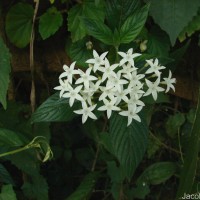 Pentas lanceolata (Forssk.) Deflers